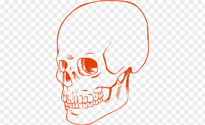 Skull Human Coloring Book Drawing Calavera PNG