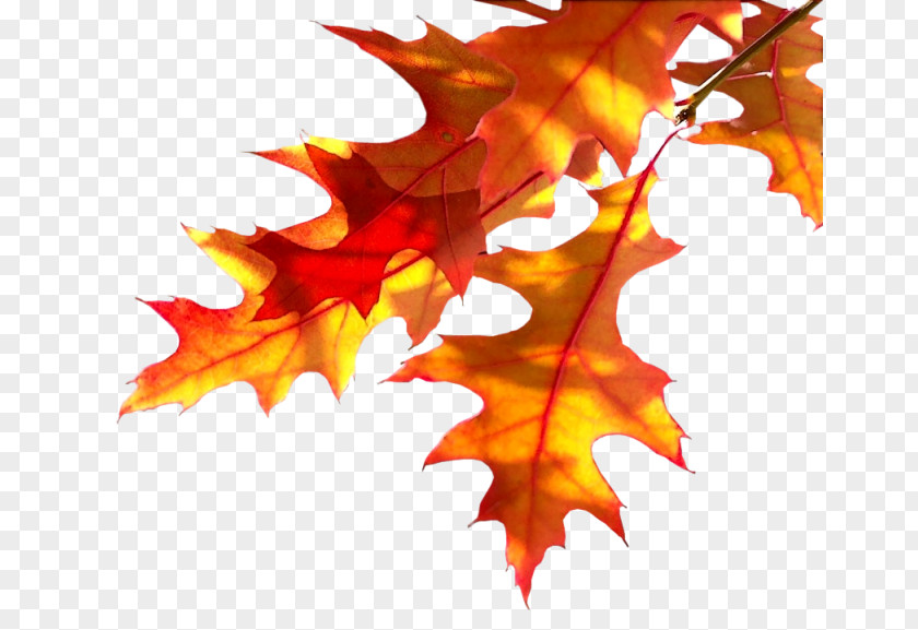 Autumn Plant Tree Desktop Wallpaper Leaf PNG