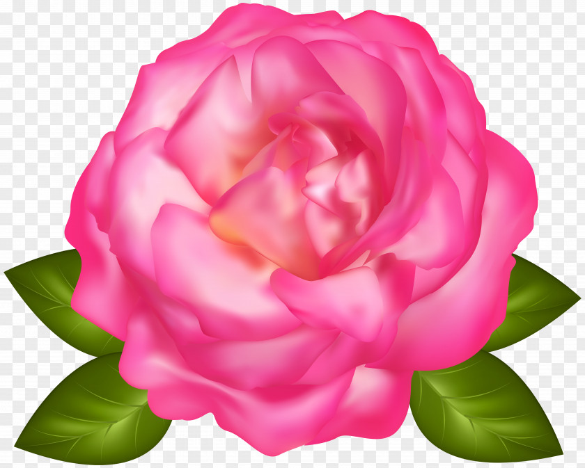 Beautiful Pink Rose Transparent Image Garden Roses Centifolia PNG