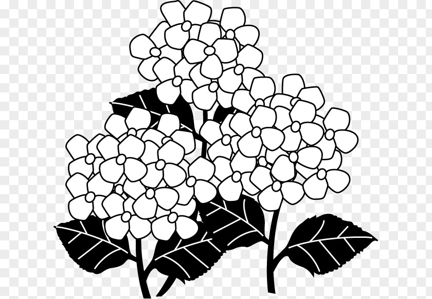 Design Black And White French Hydrangea Monochrome Painting PNG