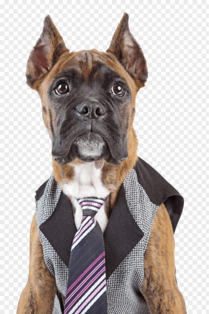French Bulldog Face Boxer Puppy Germany Stock Photography PNG