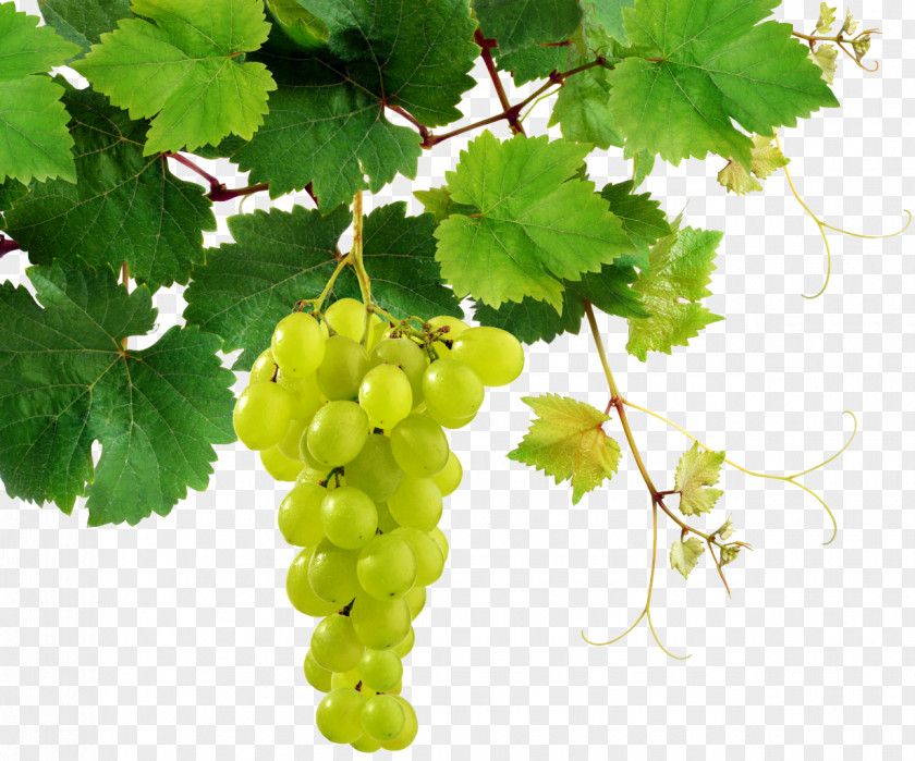 Grapes Common Grape Vine Leaves Wine PNG