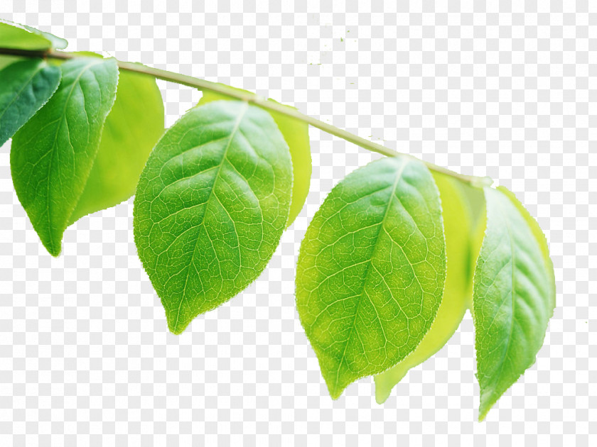 Leaf Plant Photosynthesis Chlorophyll Pletivo PNG