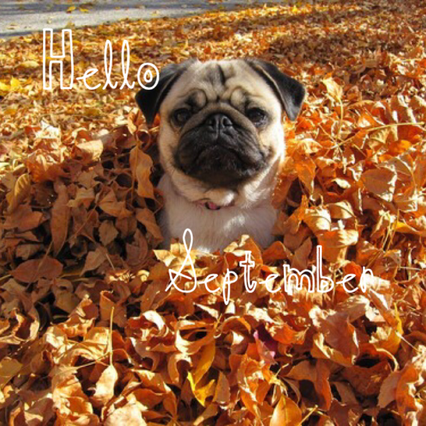 Pug Autumn Puppy Dog Season Cuteness PNG