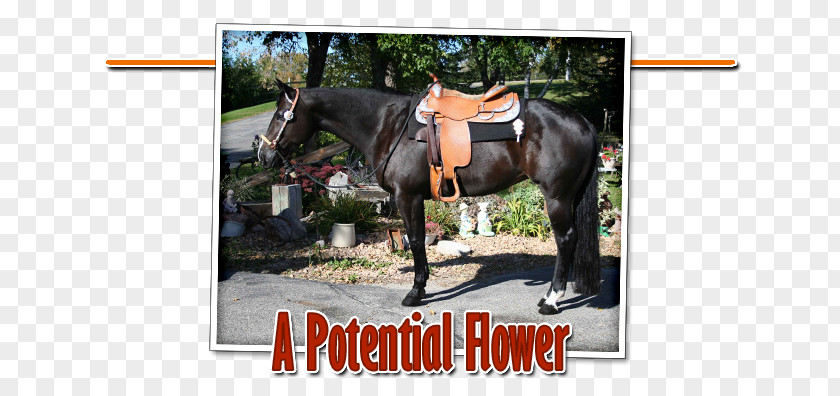 Quarter Horse Stallion Mare American Rein Roan PNG