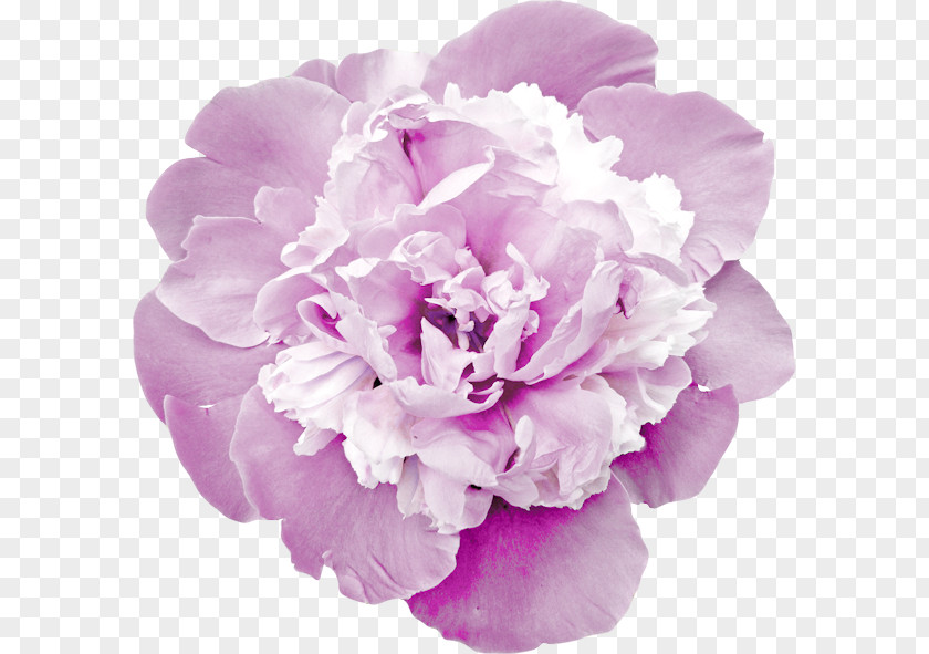 Barra Filigree Peony Cut Flowers Garden Roses Carnation PNG