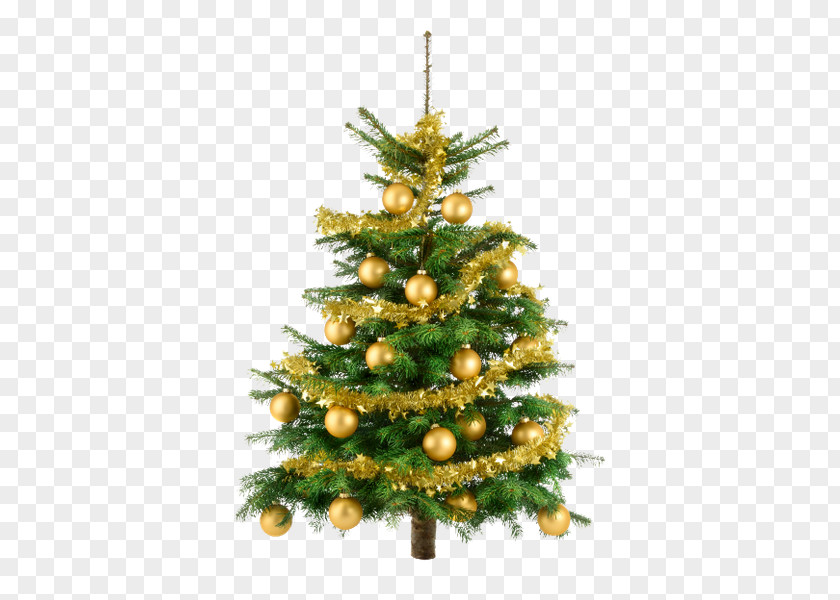 Christmas Tree Gift Fir PNG
