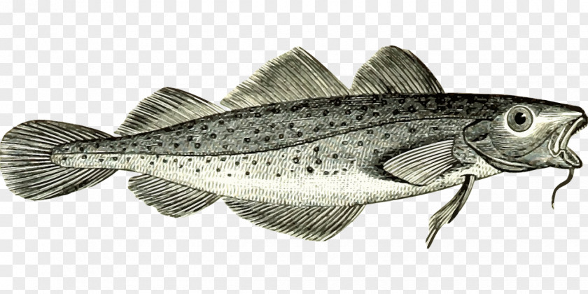 Cod Fish Atlantic Vector Graphics PNG