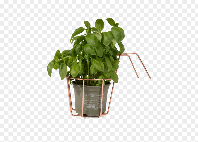 Leaf Basil Spring Greens Vegetable Flowerpot PNG