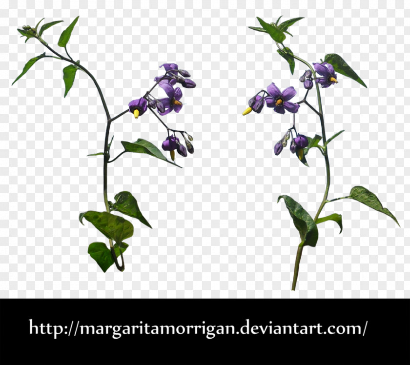 Meadow Flower Plant Tree PNG