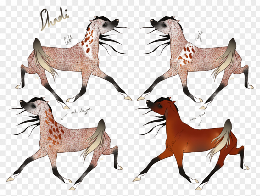 Mustang Deer Freikörperkultur Wildlife Horse PNG