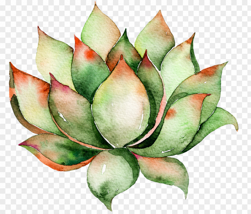 Painted Dark Green Water Lotus Cactaceae Wall Decal Succulent Plant Watercolor Painting PNG