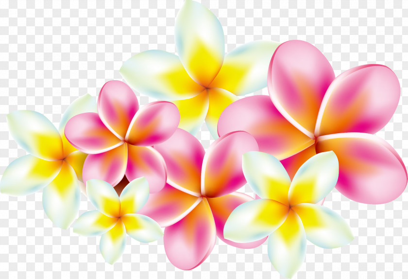 Plumeria Flower Frangipani Clip Art PNG