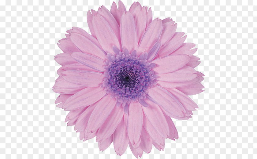 Purple Violet Lavender Flower Transvaal Daisy PNG