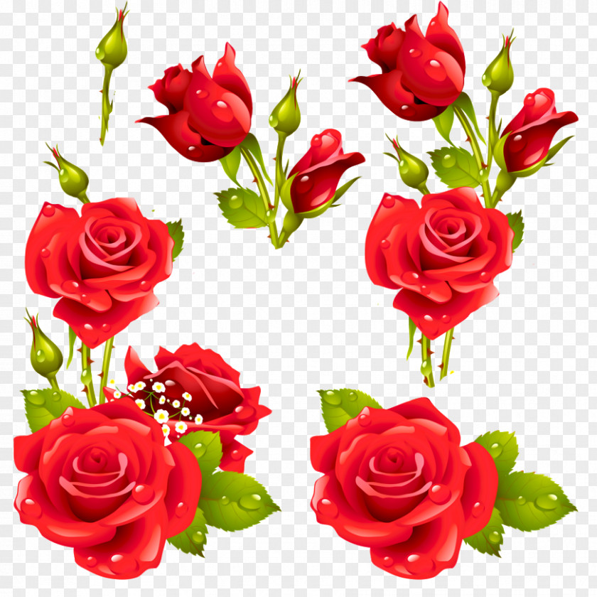 Rose Picture Frames Stock Photography PNG