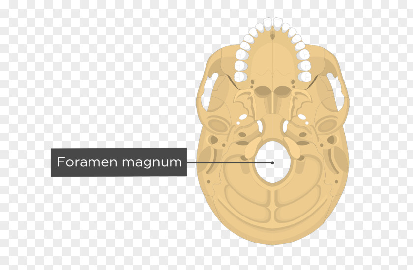 Skull Occipital Bone Temporal Anatomy Human Skeleton PNG