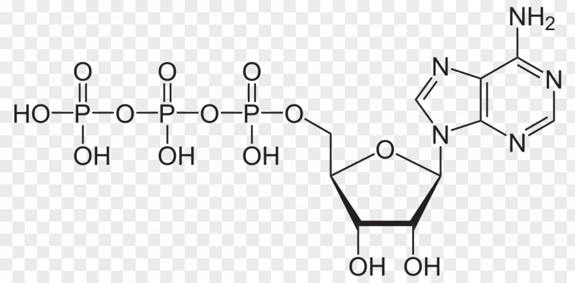 Adenosine Triphosphate Diphosphate High-energy Phosphate PNG