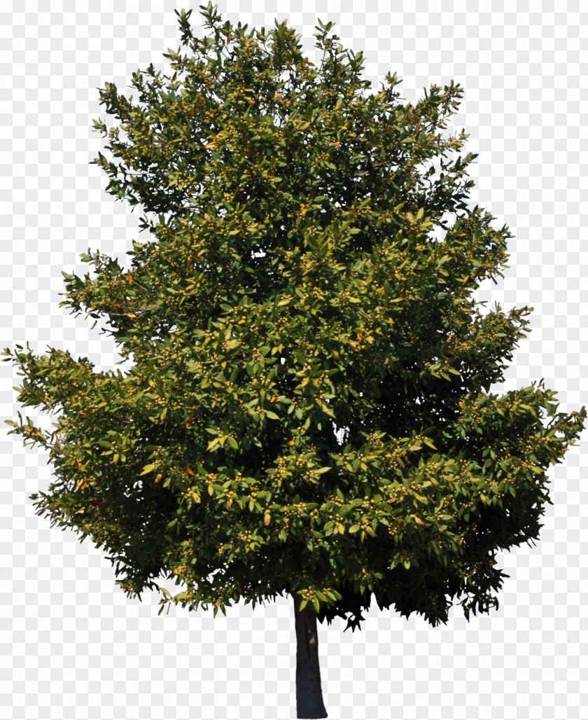 Bushes American Sycamore Tree Birch Cedar Clip Art PNG