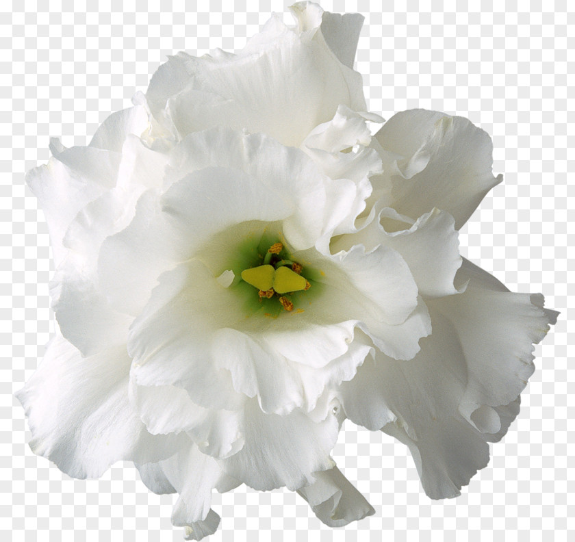 Creative Floral Pattern Flowers White Flower PNG
