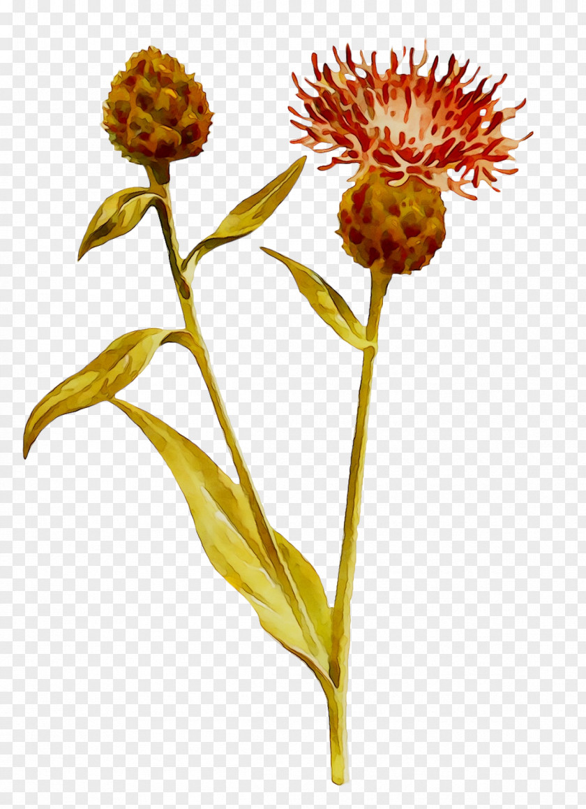 Dandelion Cut Flowers Plant Stem Herbaceous Sunflower Seed PNG