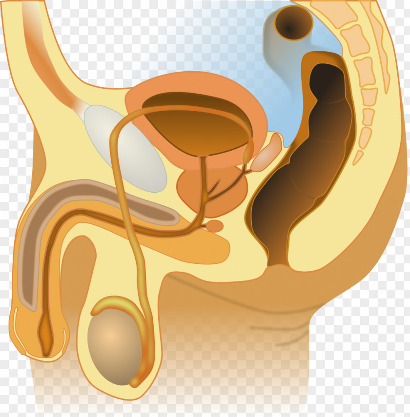 Female Reproductive System Anatomy Organ PNG reproductive system system, others clipart PNG