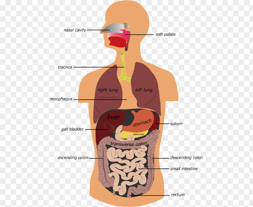 Gastrointestinal Tract Human Digestive System Royalty-free Stock Photography PNG