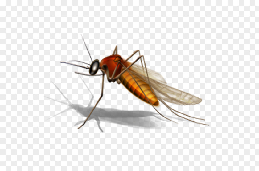 Mosquito Control West Nile Virus Microsoft Office Website Clip Art PNG