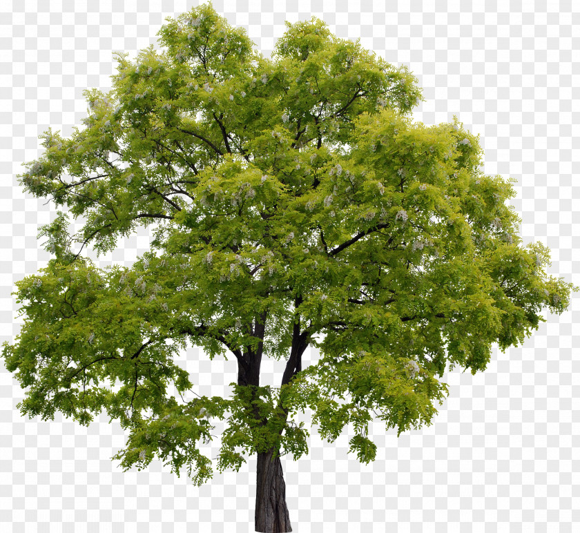 Tree Adobe Photoshop Elements Systems Rendering PNG
