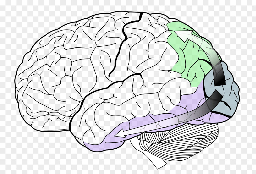 .vision Lobes Of The Brain Occipital Lobe Temporal Visual Cortex PNG