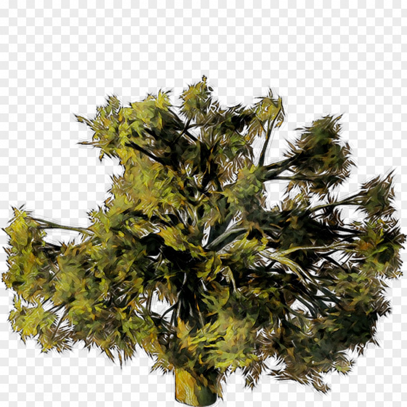 Cupressaceae Pine Family PNG