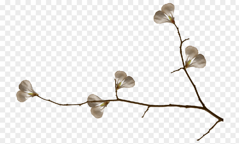 Design Ginkgo Biloba Clip Art PNG