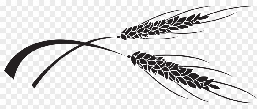 Line Quill Corp Grasses White PNG