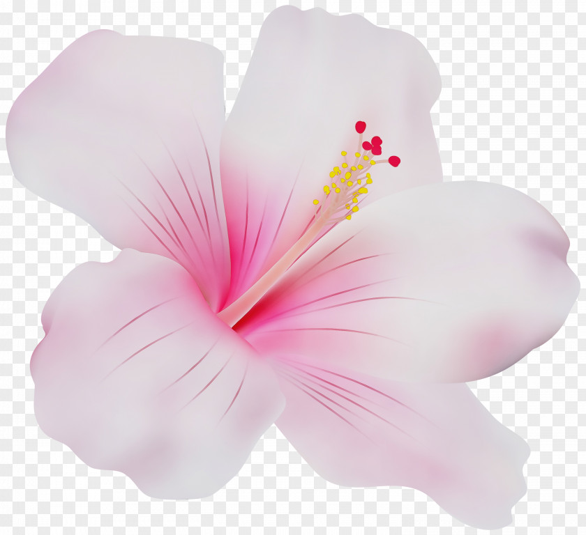 Mallow Family Plant Hibiscus Pink Petal Hawaiian Flower PNG