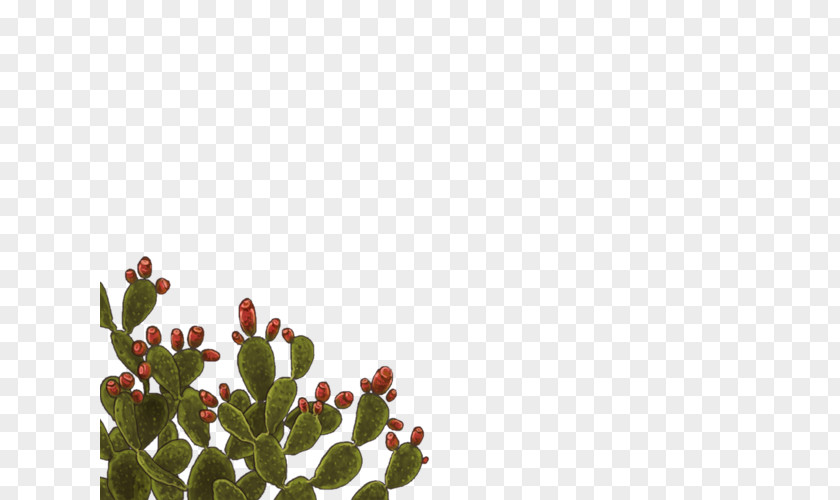 Prickly Pear Citroën Cactus M Petal Leaf Cactaceae Font PNG