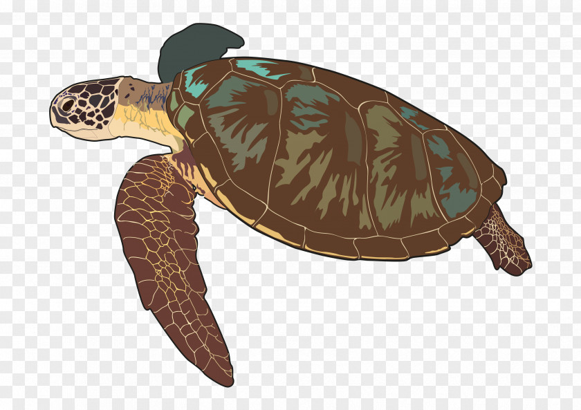 Turtle Loggerhead Sea Box Turtles Las Tortugas Marinas Tortoise PNG