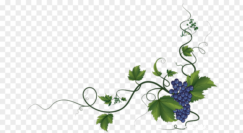 Curled Corner Common Grape Vine Wine Leaves Decorative Borders PNG
