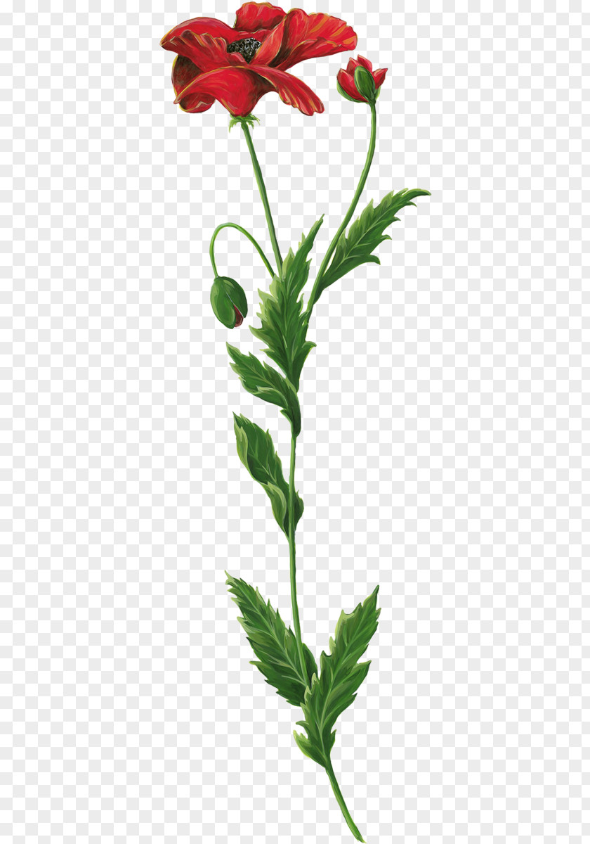 Flower Cut Flowers Plant Stem Blume PNG