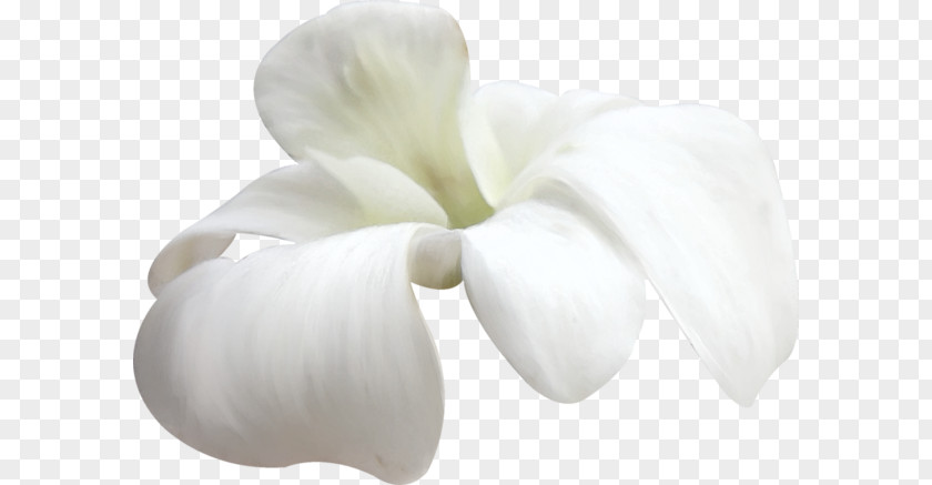 Flower Petal White PNG
