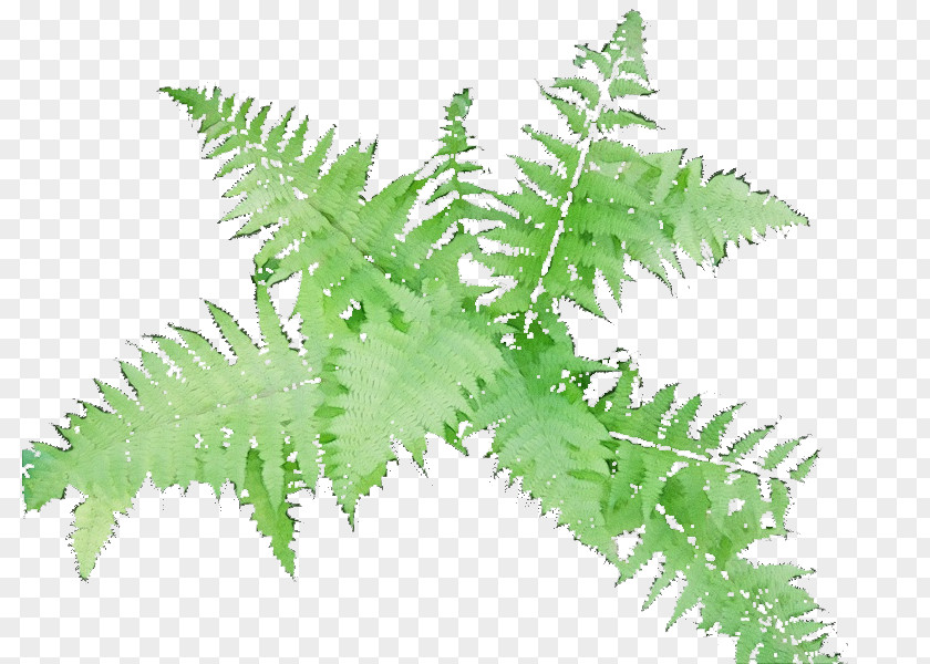 Herbaceous Plant Tree Fern PNG