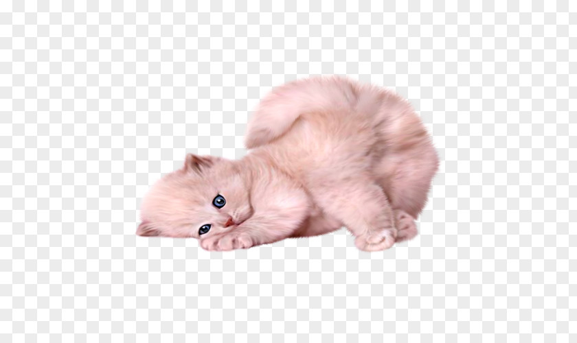 Kitten Persian Cat Siamese Himalayan Turkish Angora PNG