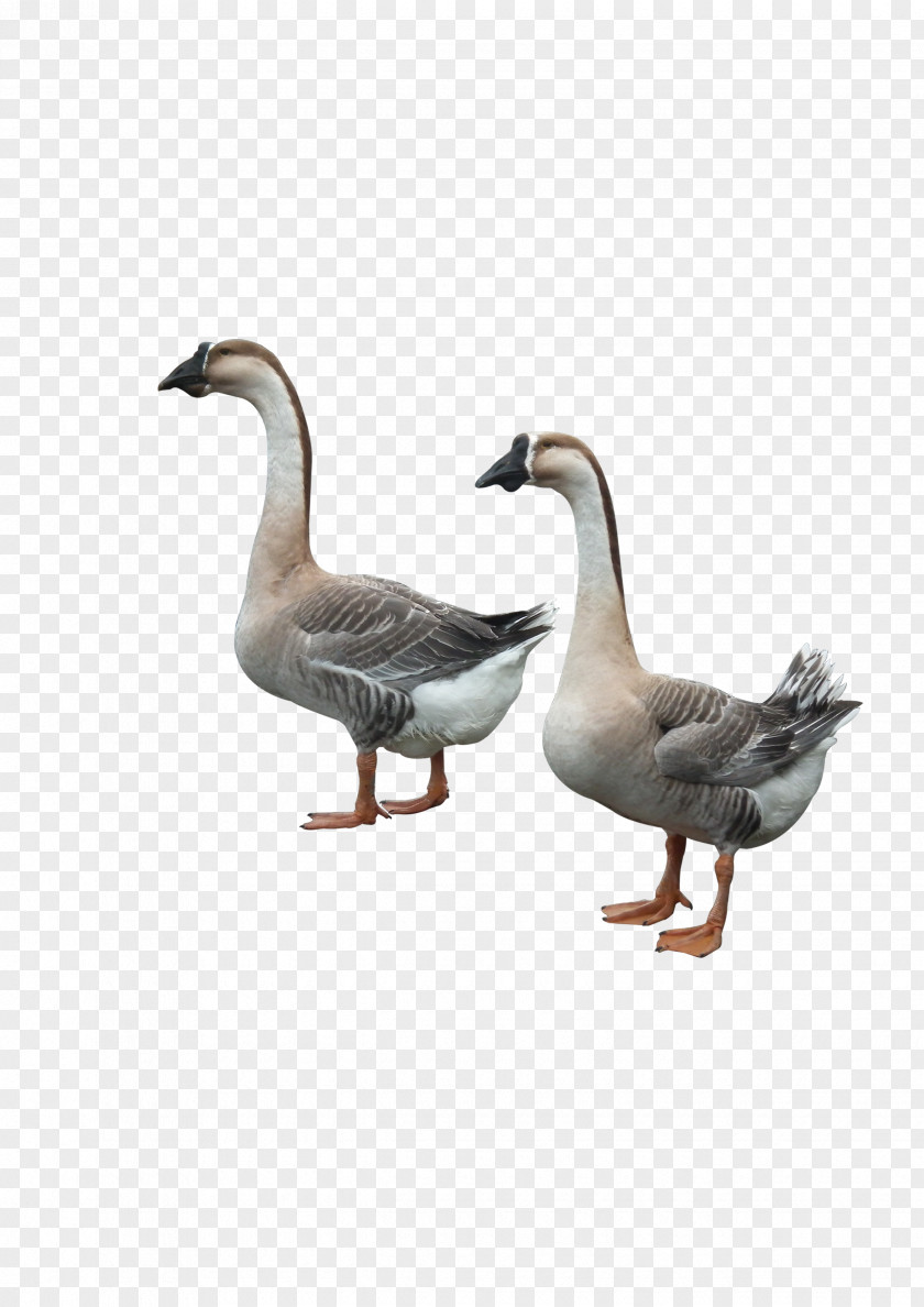 Two Ducks Duck Goose Adobe Illustrator PNG