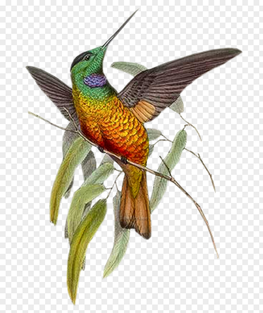 Bird Hummingbird Paper Watercolor Painting PNG