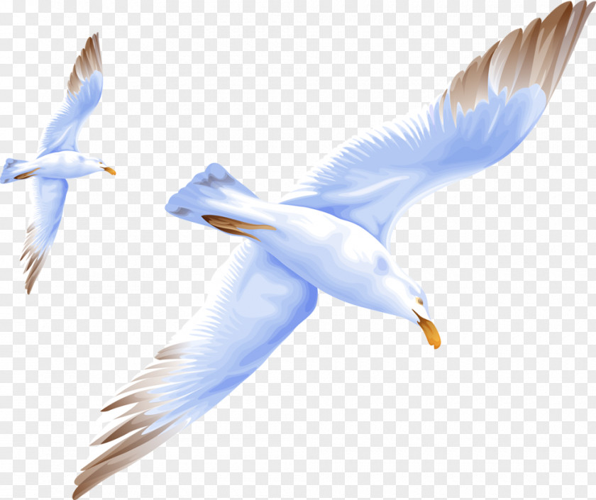 Bird Miaodao Archipelago Gulls Image PNG