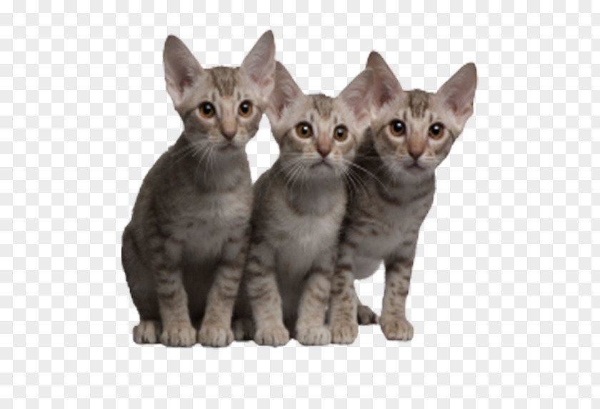 Cats Ocicat Kitten Tabby Cat PNG