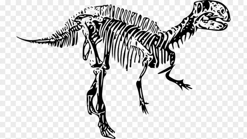 Dinosaur Fukui Tyrannosaurus Fossil Art PNG