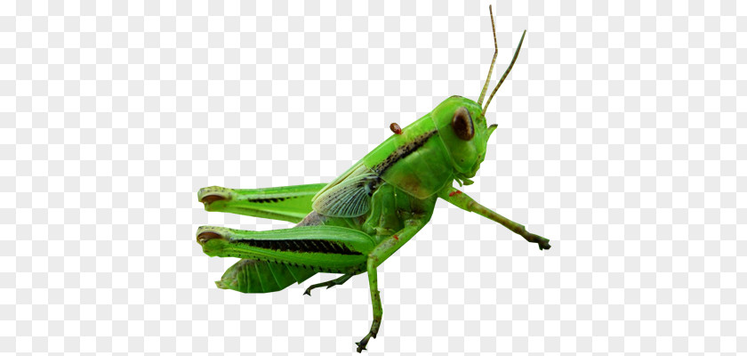Grasshopper PNG clipart PNG