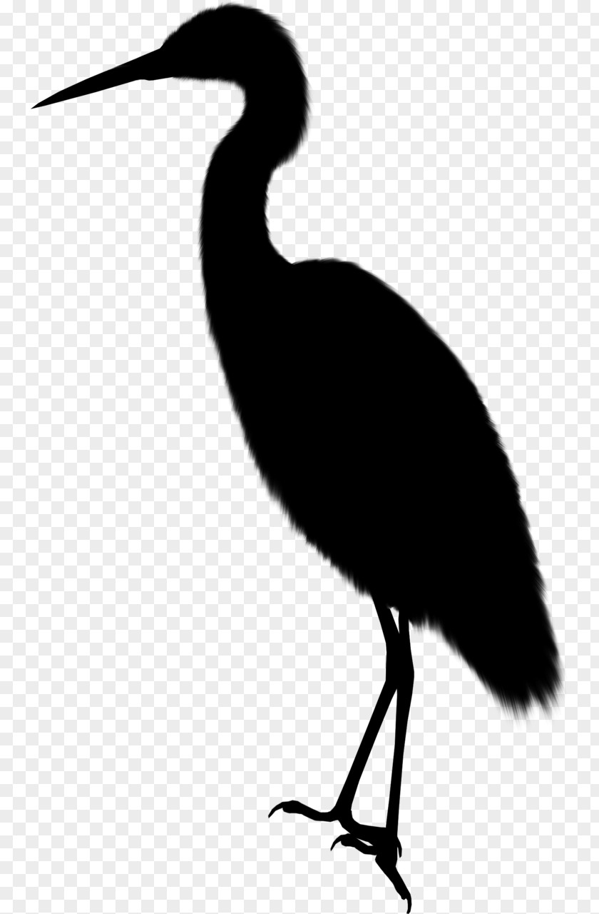 Ibis Water Bird Beak Stork PNG