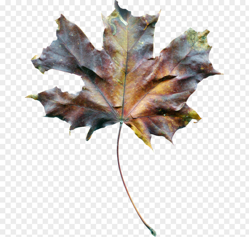 Leaf Maple Drought Soil PNG