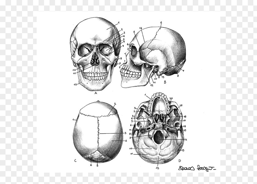 Nose Homo Sapiens Sketch PNG