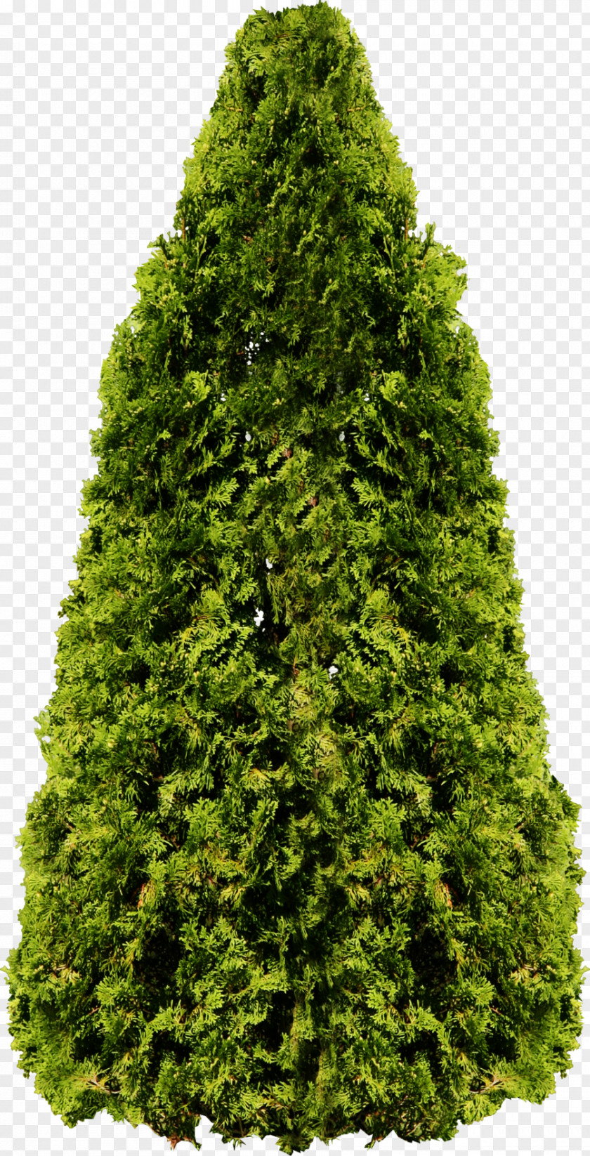 Tree Image, Free Download, Picture Populus Nigra Fir PNG